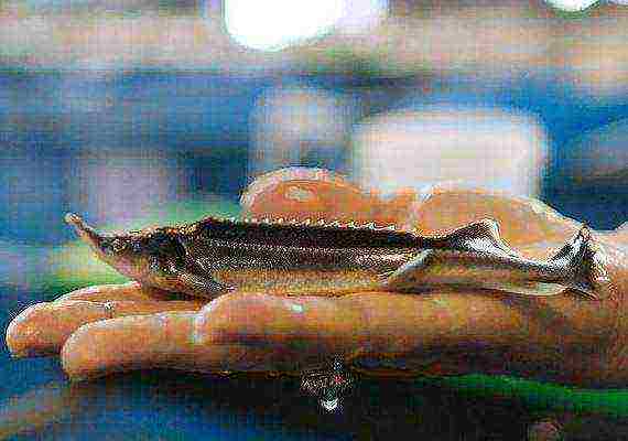 what fish is profitable to grow at home