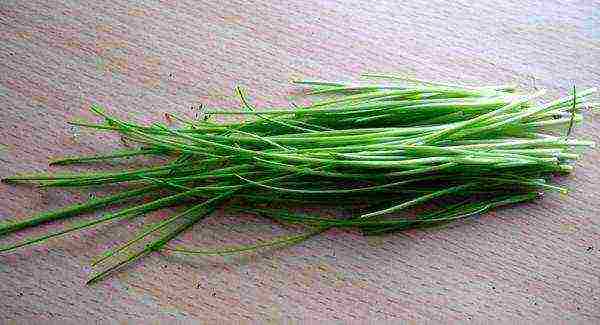 what greens can be grown at home on the windowsill