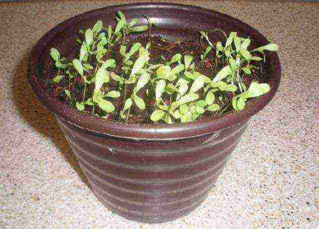 what greens can be grown at home on the windowsill