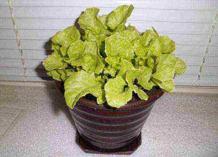 what greens can be grown at home on the windowsill