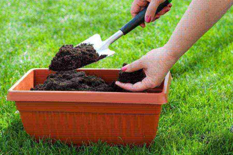 what greens can be grown at home on the windowsill