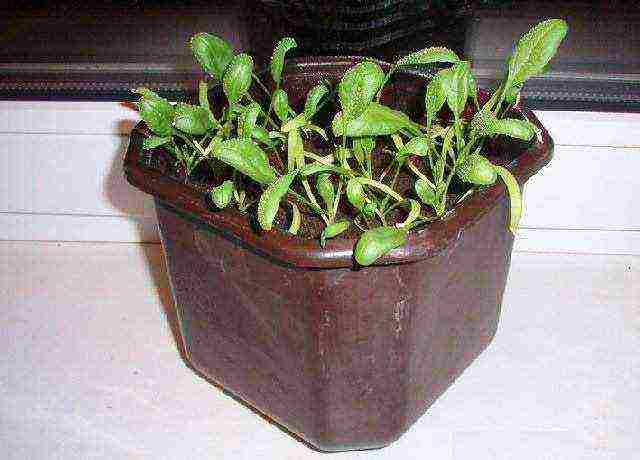 what greens can be grown at home on the windowsill