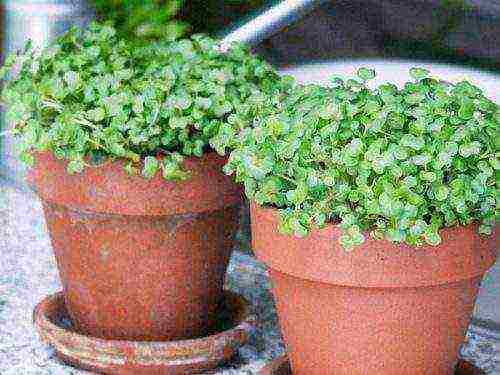 what greens can be grown at home on the windowsill