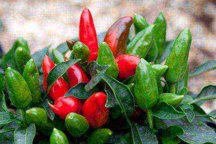 what greens can be grown at home on the windowsill