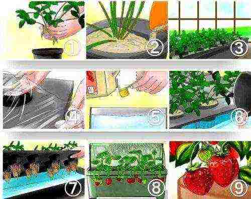 which greens are more profitable to grow hydroponically