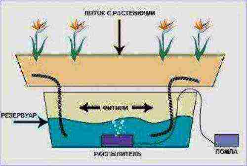 which greens are more profitable to grow hydroponically