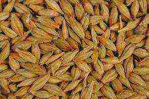 what grain crop growers grow