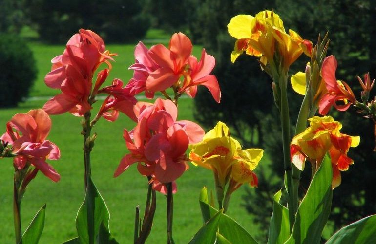 cannes open field planting and care in siberia