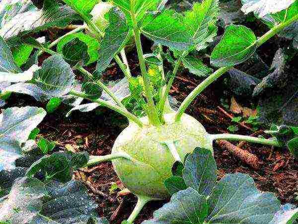 kohlrabi cabbage how to grow outdoors