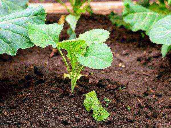 kohlrabi cabbage how to grow outdoors