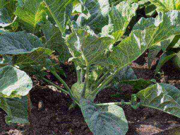 kohlrabi cabbage how to grow outdoors