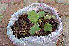 kohlrabi cabbage how to grow outdoors
