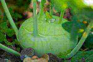 kohlrabi cabbage how to grow outdoors