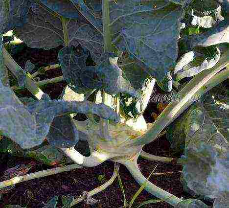 kohlrabi cabbage how to grow outdoors