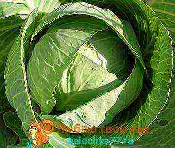 medium late cabbage best varieties