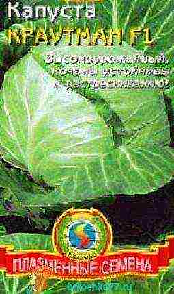 medium late cabbage best varieties