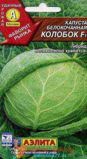 medium late cabbage best varieties