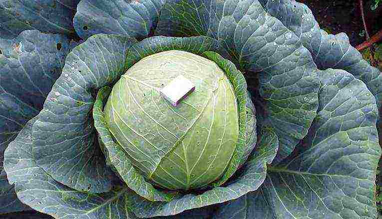 medium late cabbage best varieties
