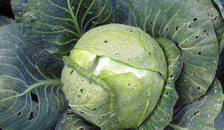 medium late cabbage best varieties