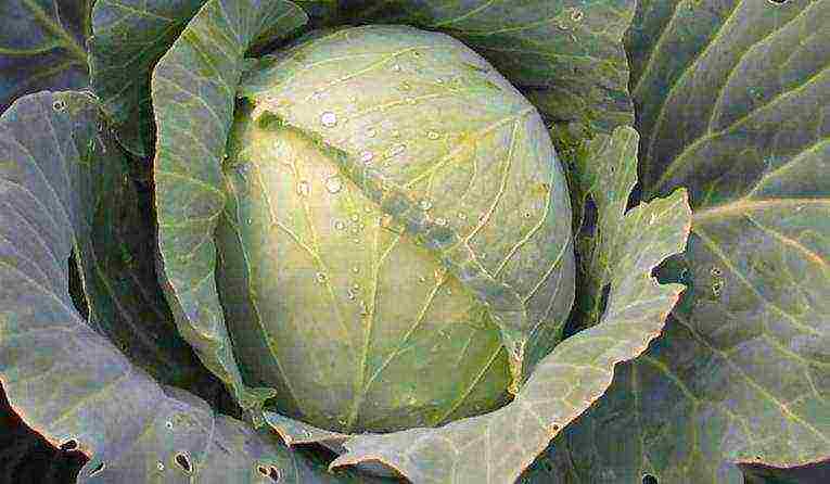 medium late cabbage best varieties