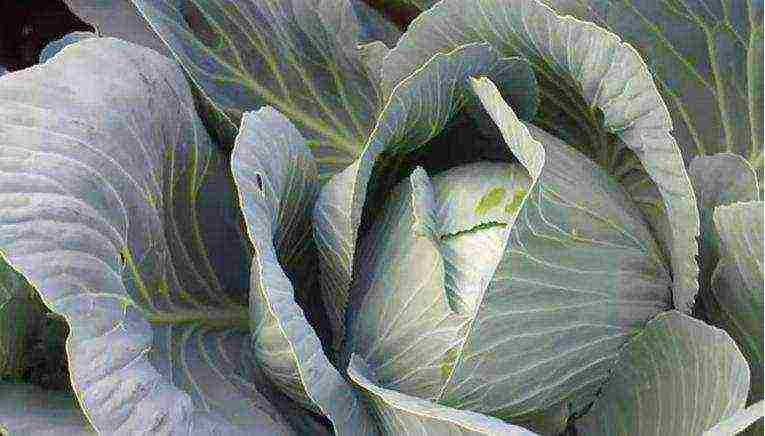 medium late cabbage best varieties