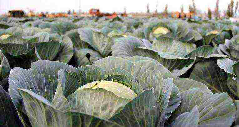 medium late cabbage best varieties