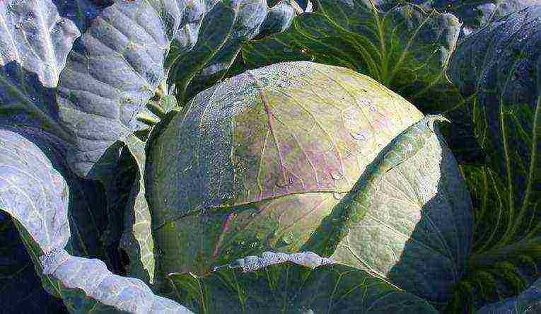 medium late cabbage best varieties