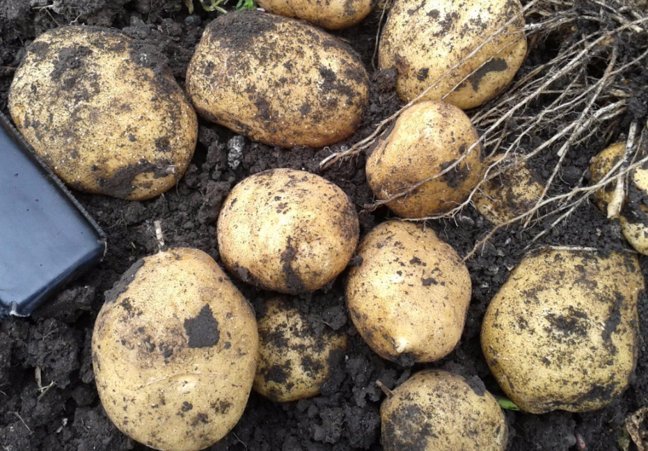 potato seeds the best varieties