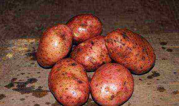 potato seeds the best varieties