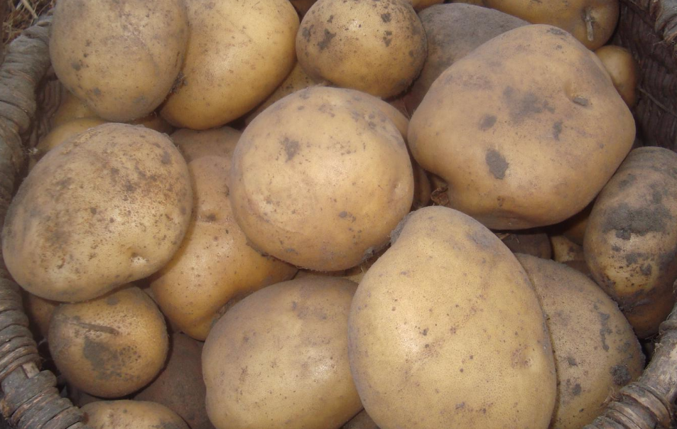 potato seeds the best varieties