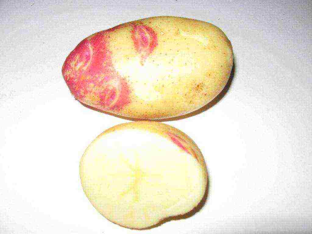 potato seeds the best varieties