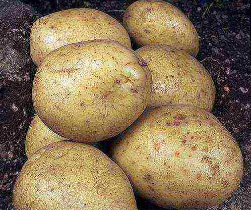 potato seeds the best varieties