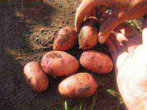 potato seeds the best varieties