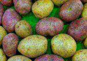 potato seeds the best varieties