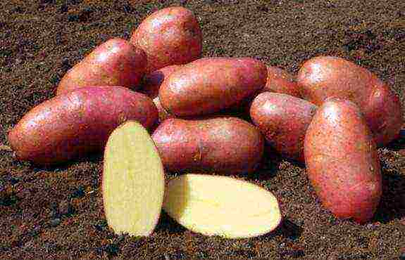 potato seeds the best varieties