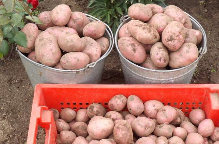 potato seeds the best varieties