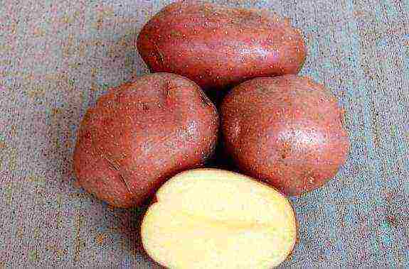 potato seeds the best varieties