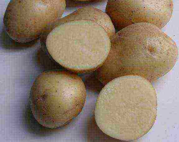 potato seeds the best varieties