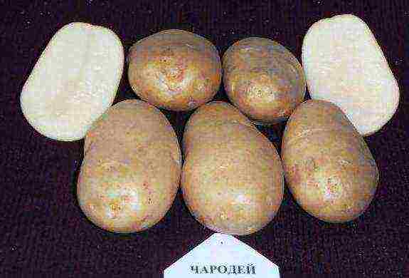 potato seeds the best varieties