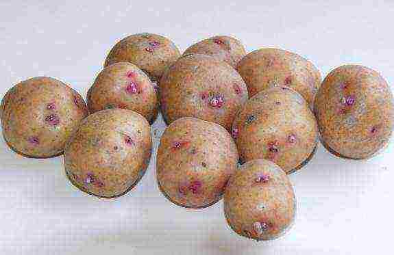 potato seeds the best varieties