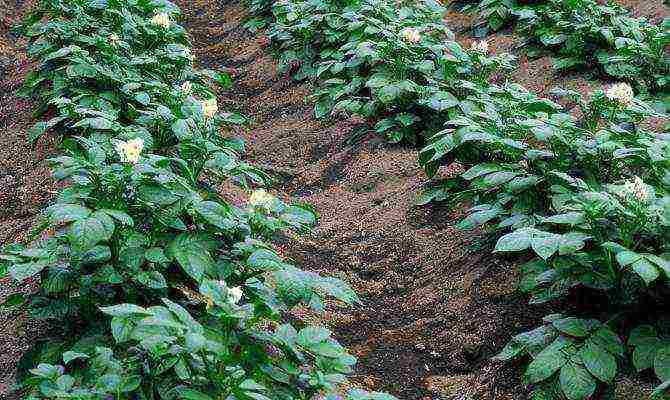 potatoes planting and care in the open field by mitlider