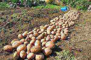 potatoes planting and care in the open field by mitlider