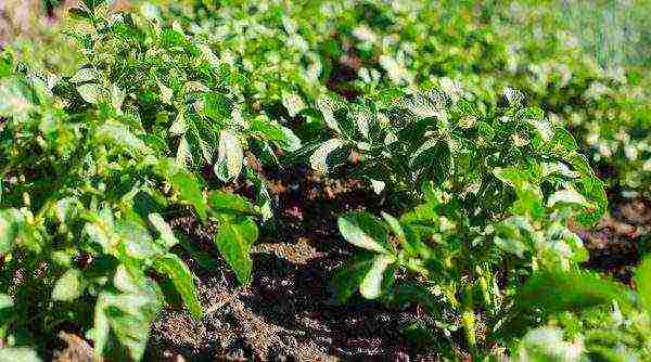 potatoes planting and care in the open field by mitlider