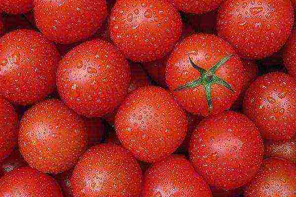 Kirov the best varieties of tomatoes