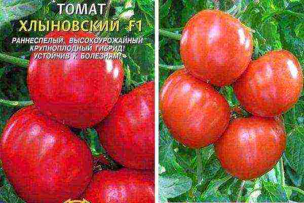 Kirov the best varieties of tomatoes