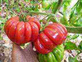 carp tomatoes are the best varieties