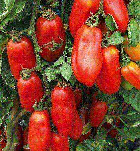 šaranske rajčice su najbolje sorte