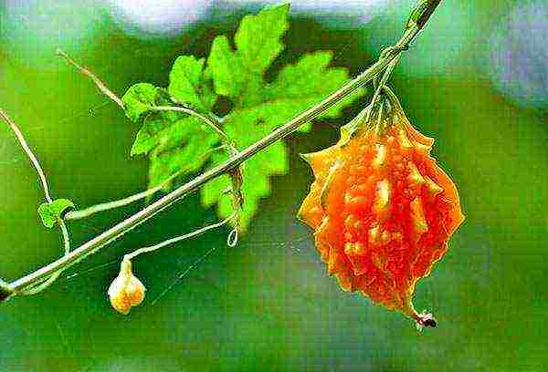 chinese pomegranate fruit momordica how to grow