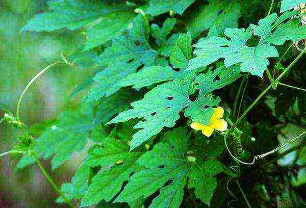 chinese pomegranate fruit momordica how to grow