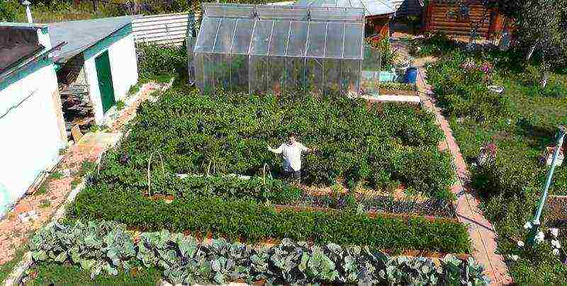 kizima vegetable garden without hassle how to grow victoria